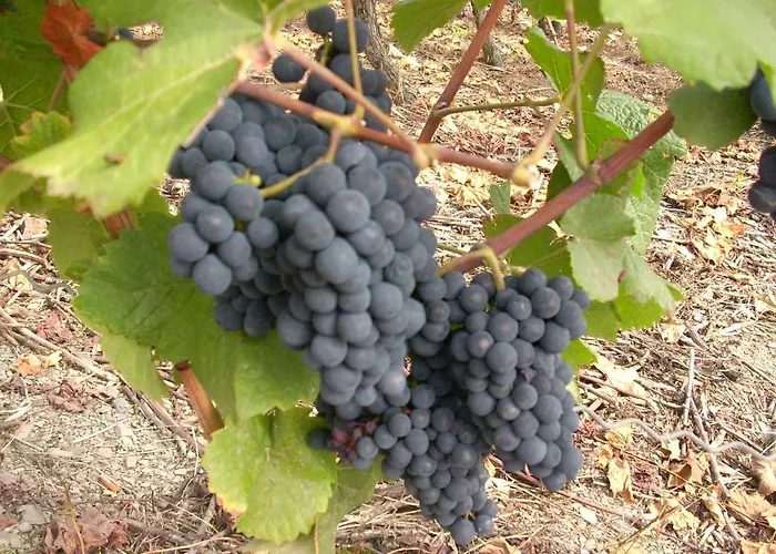 Niedersburger Eck, Wandern, Radfahren, Geniessen, Erholen *